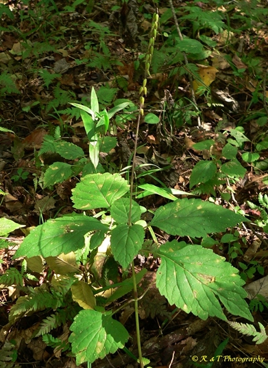 {Phryma leptostachya}